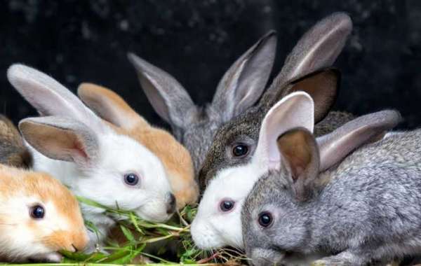 How to Care for a Pet Rabbit