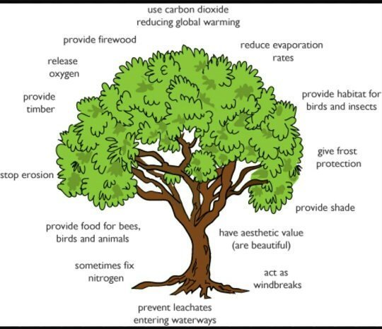 The benefits of trees