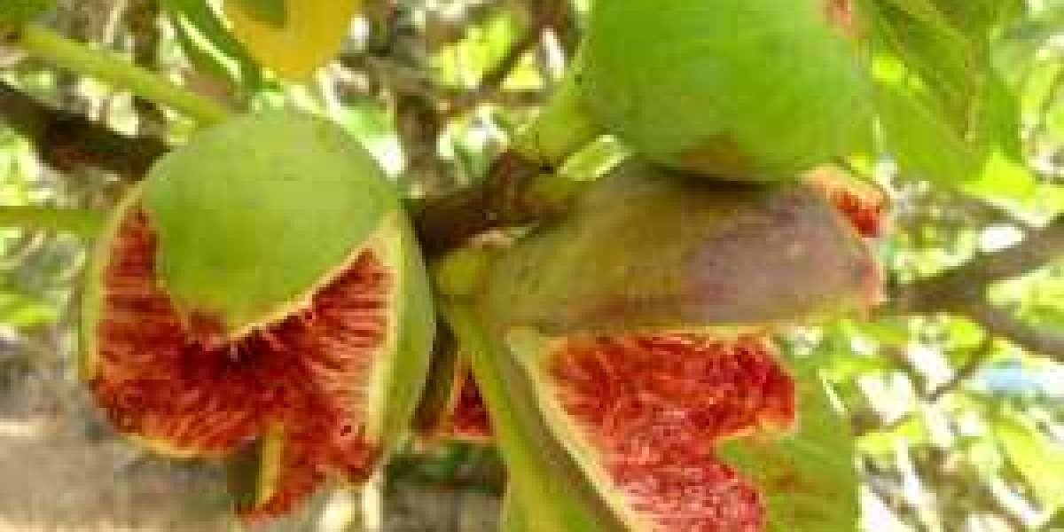 The Mystery of Israel the Fig Tree